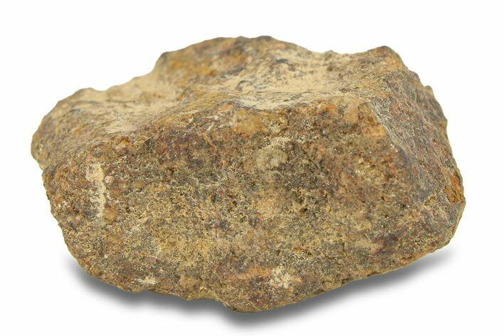 Gold Basin Chondrite Meteorite ( g) - Arizona #282795